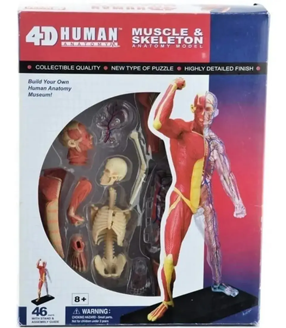 4d Vision Human Anatomy Modelo Musculo Y Esqueleto 26058 5