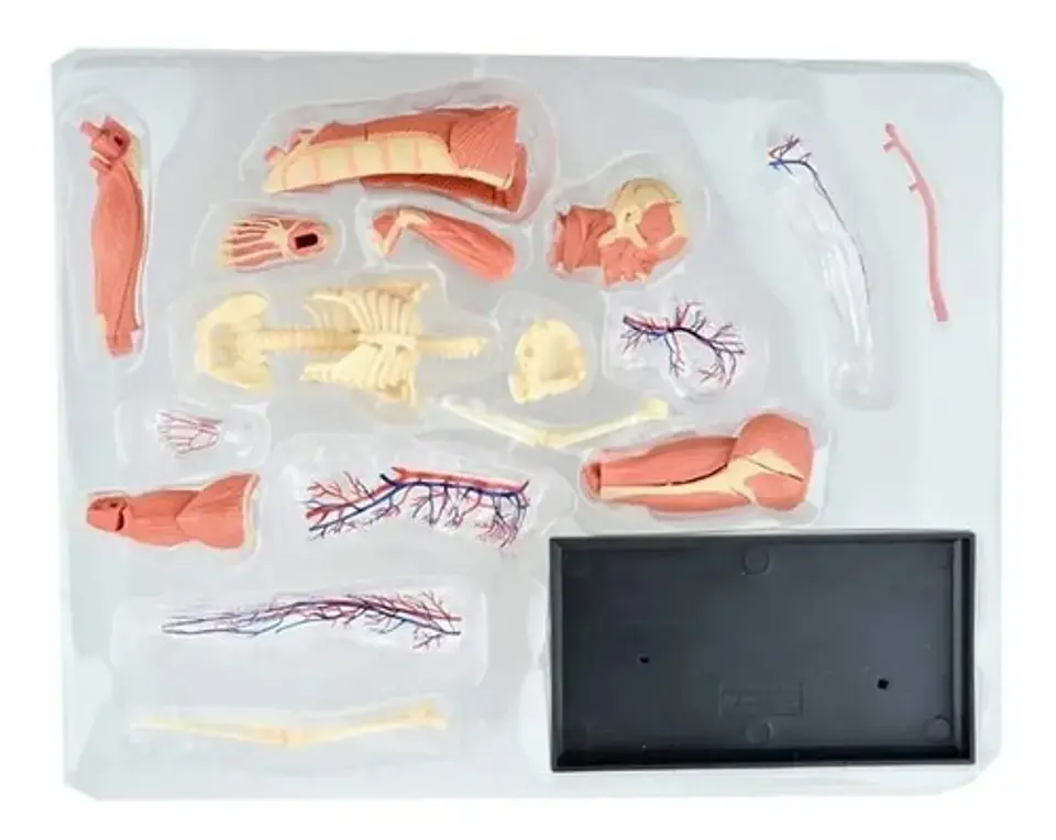 4d Vision Human Anatomy Modelo Musculo Y Esqueleto 26058 6