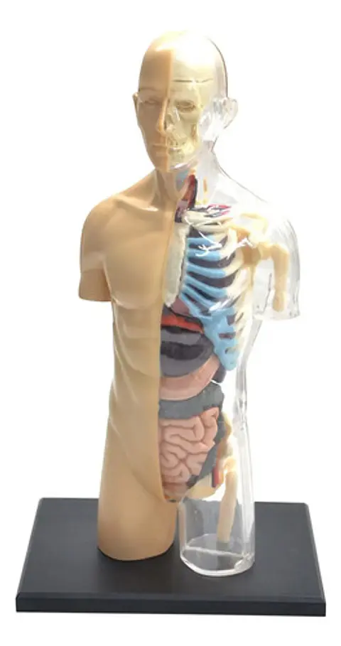 4d Vision Human Anatomy Modelo Torso Humano Medio