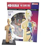 4d Vision Human Anatomy Modelo Torso Humano Medio - Miniatura 2