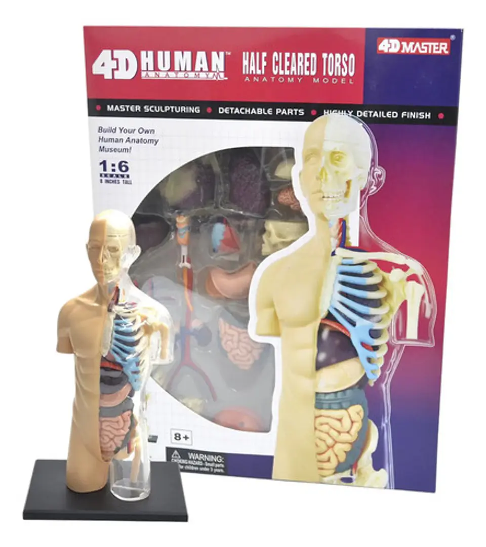 4d Vision Human Anatomy Modelo Torso Humano Medio 2