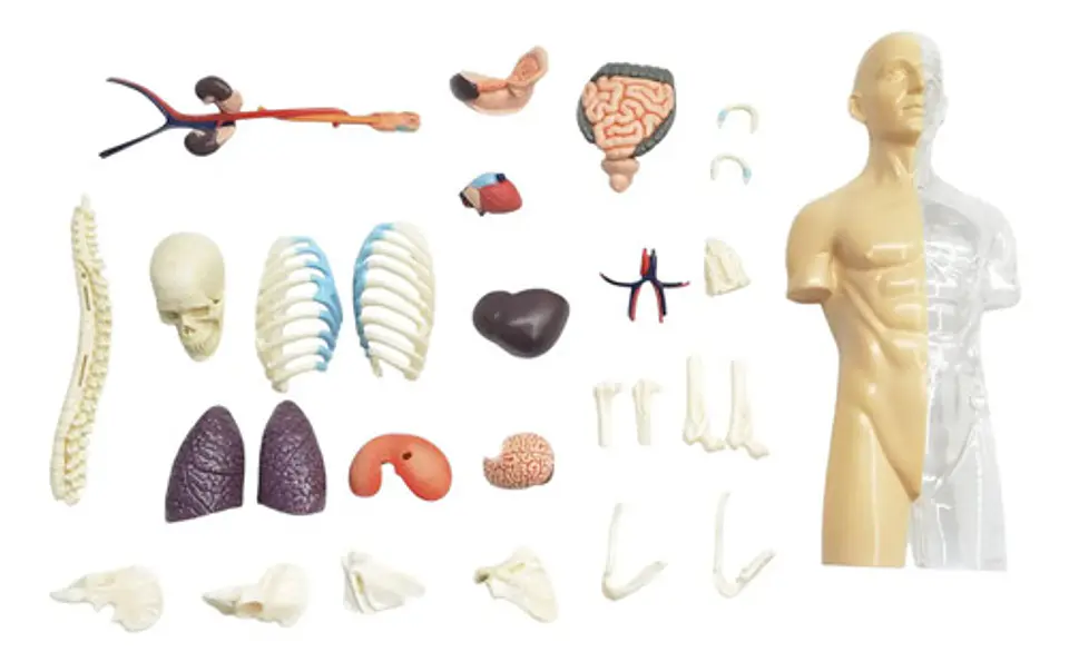 4d Vision Human Anatomy Modelo Torso Humano Medio 3