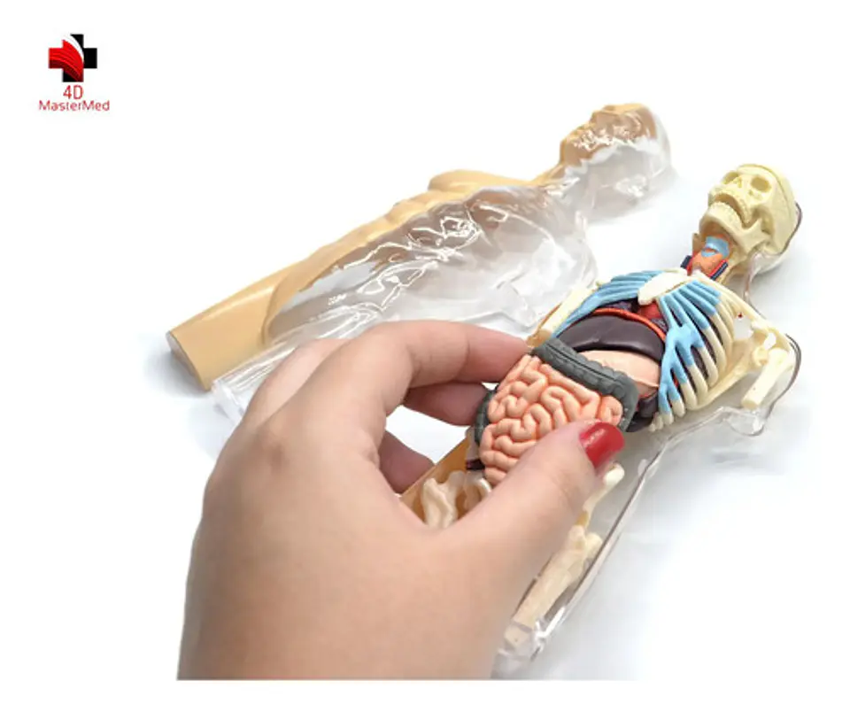 4d Vision Human Anatomy Modelo Torso Humano Medio 4