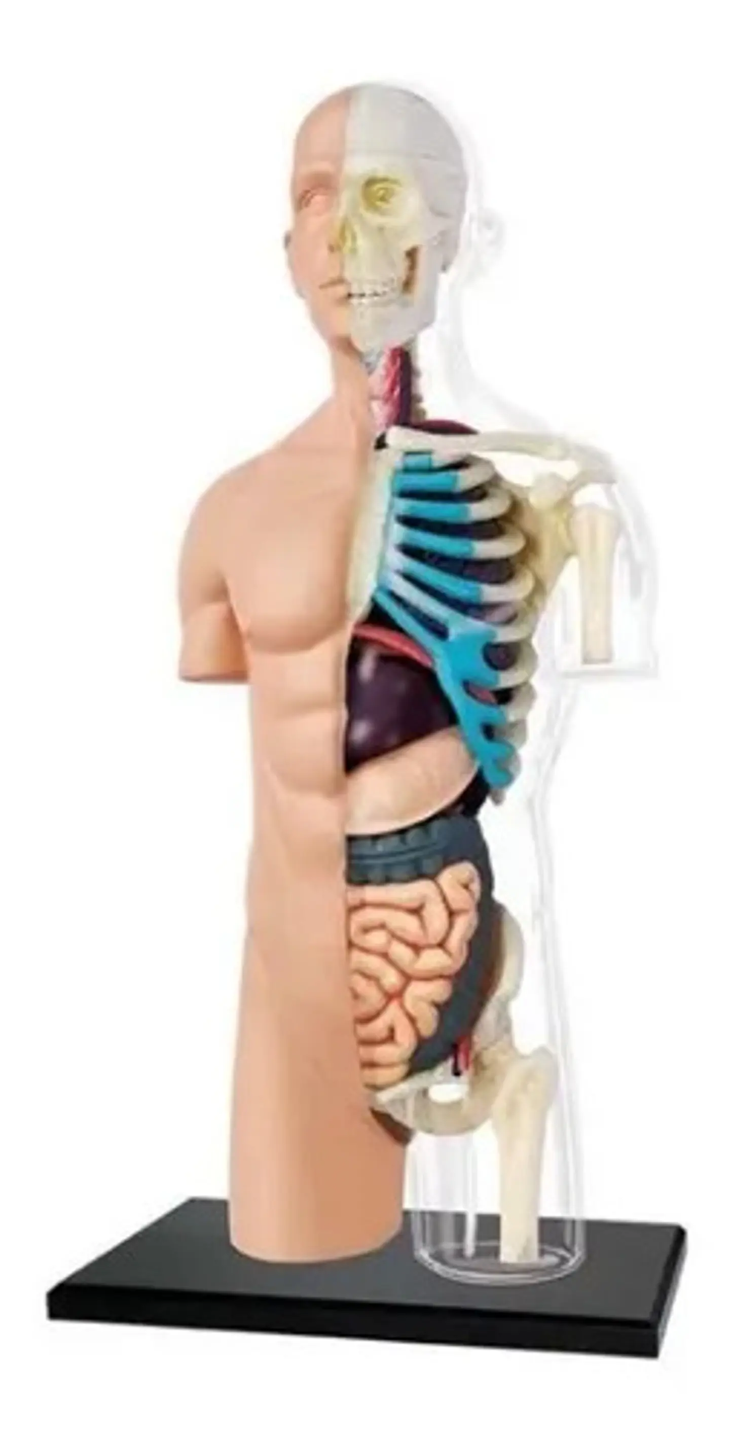 4d Vision Human Anatomy Modelo Torso Humano Medio 5
