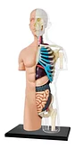 4d Vision Human Anatomy Modelo Torso Humano Medio - Miniatura 5