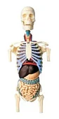 4d Vision Human Anatomy Modelo Torso Humano Medio - Miniatura 6