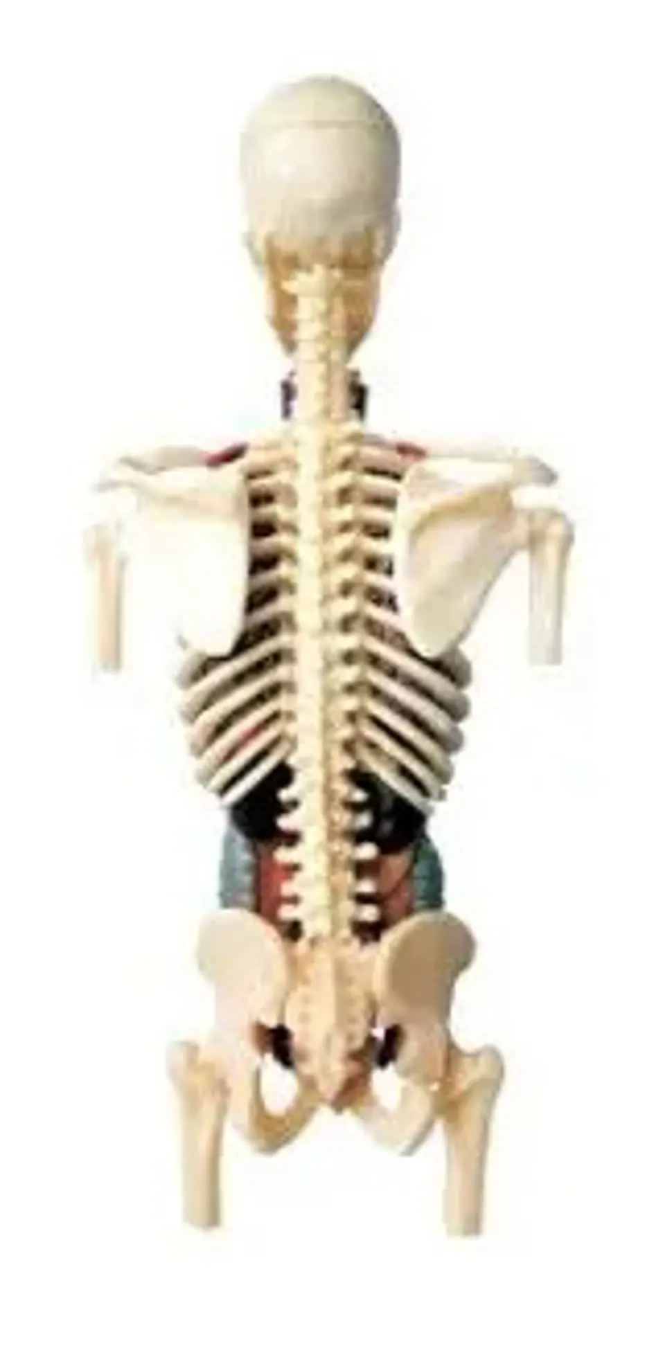 4d Vision Human Anatomy Modelo Torso Humano Medio 7