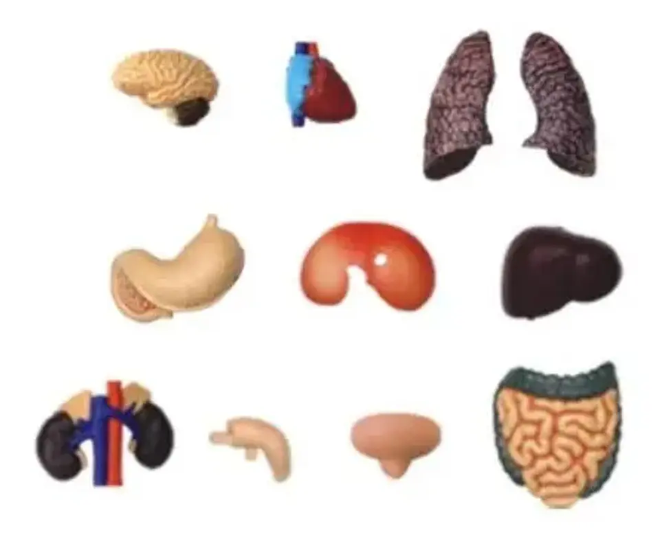 4d Vision Human Anatomy Modelo Torso Humano Medio 8