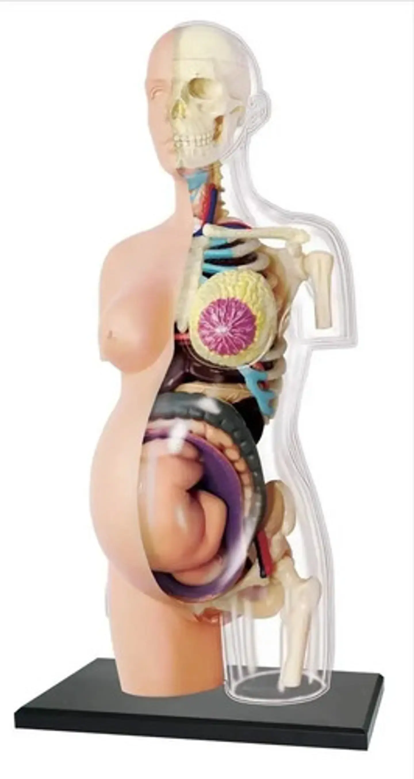 4d Vision Human Anatomy Modelo Torso Mujer Embarazada 26084 1