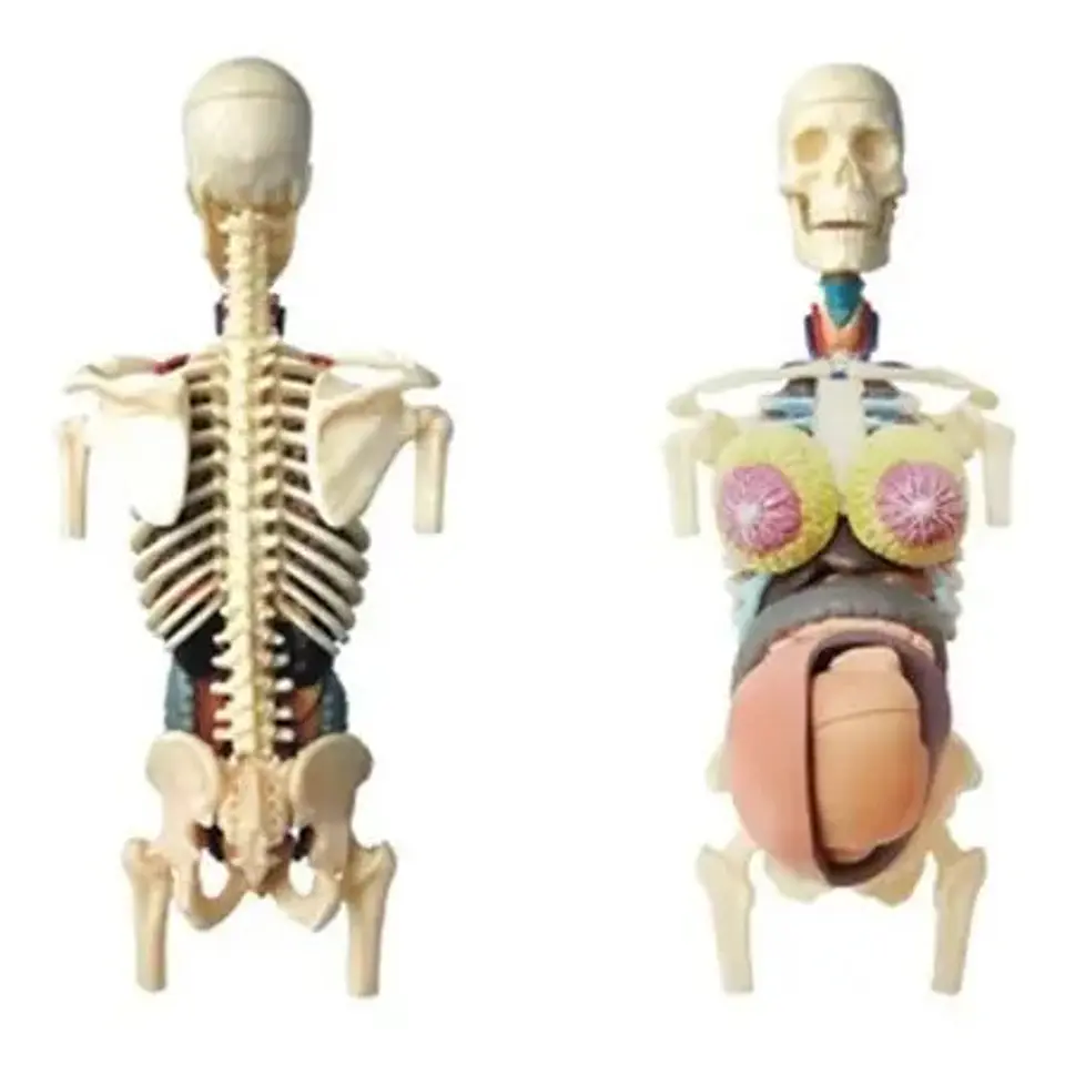 4d Vision Human Anatomy Modelo Torso Mujer Embarazada 26084 2