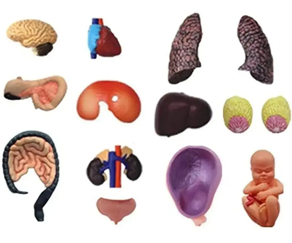4d Vision Human Anatomy Modelo Torso Mujer Embarazada 26084 3