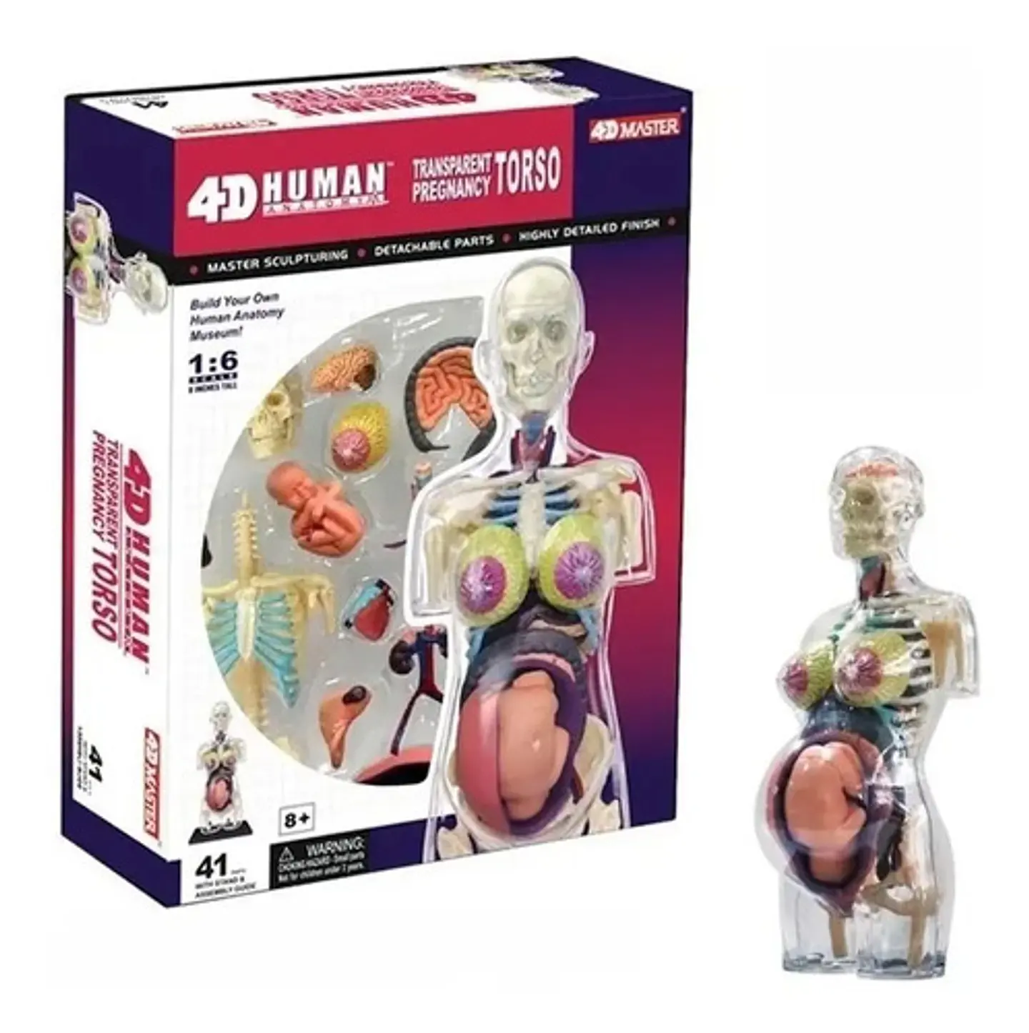 4d Vision Human Anatomy Modelo Torso Mujer Embarazada 26084 4