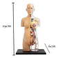 4d Vision Human Anatomy Modelo Torso Mujer Embarazada 26084 - Miniatura 5