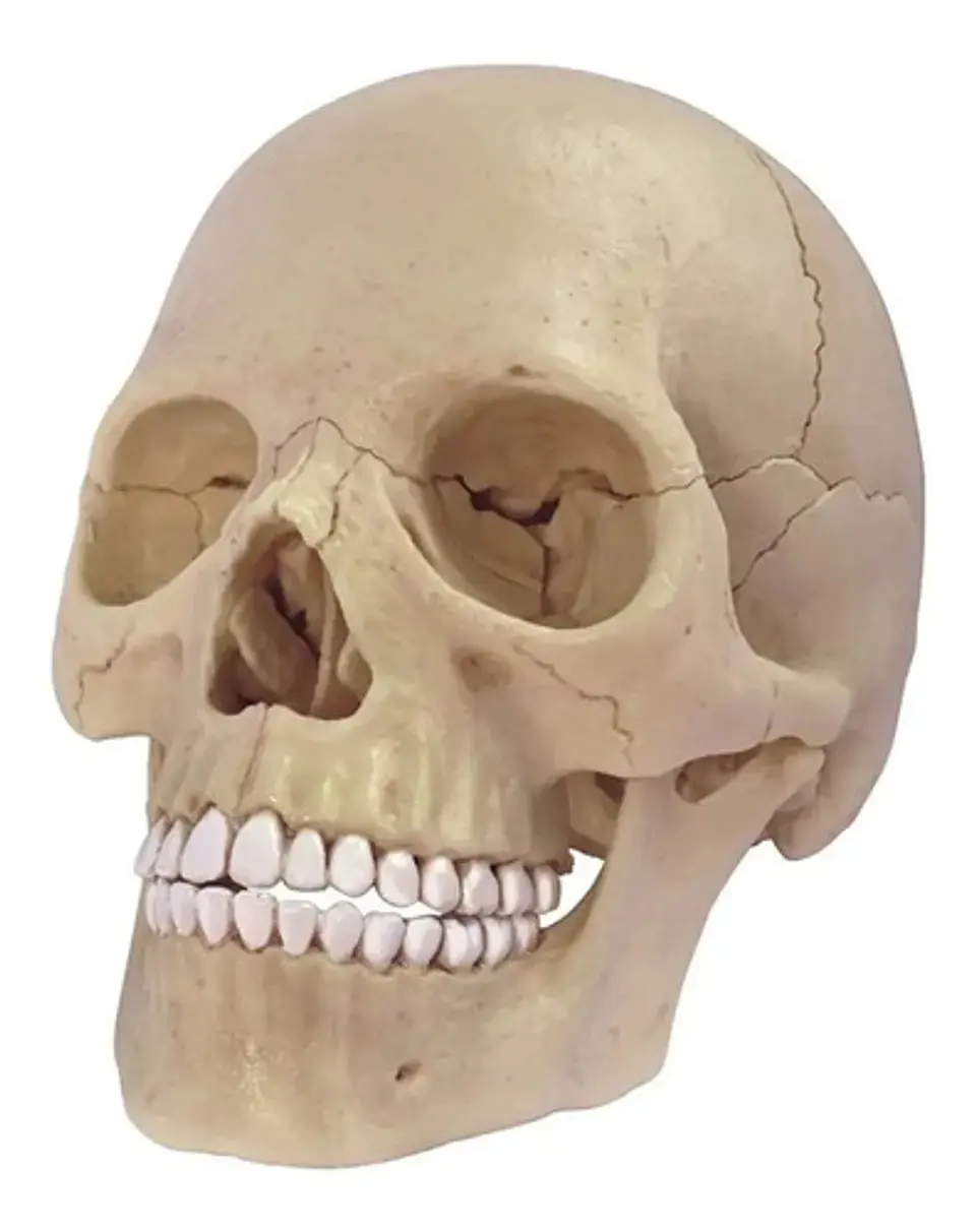 4d Vision Human Anatomy Modelo Craneo Humano 17pcs 26086 2