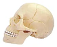 4d Vision Human Anatomy Modelo Craneo Humano 17pcs 26086 - Miniatura 3