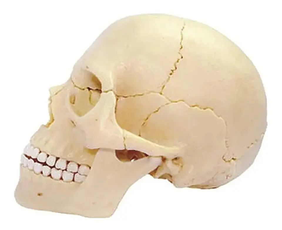 4d Vision Human Anatomy Modelo Craneo Humano 17pcs 26086 3