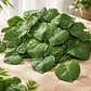 Enredadera Hiedra Artificial Jo Verde Pack 12 Unidades 2.54m Decoración - Miniatura 1