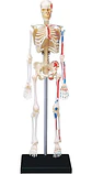 Modelo De Anatomía De Esqueleto Humano 4d 46 Partes 626011 - Miniatura 1