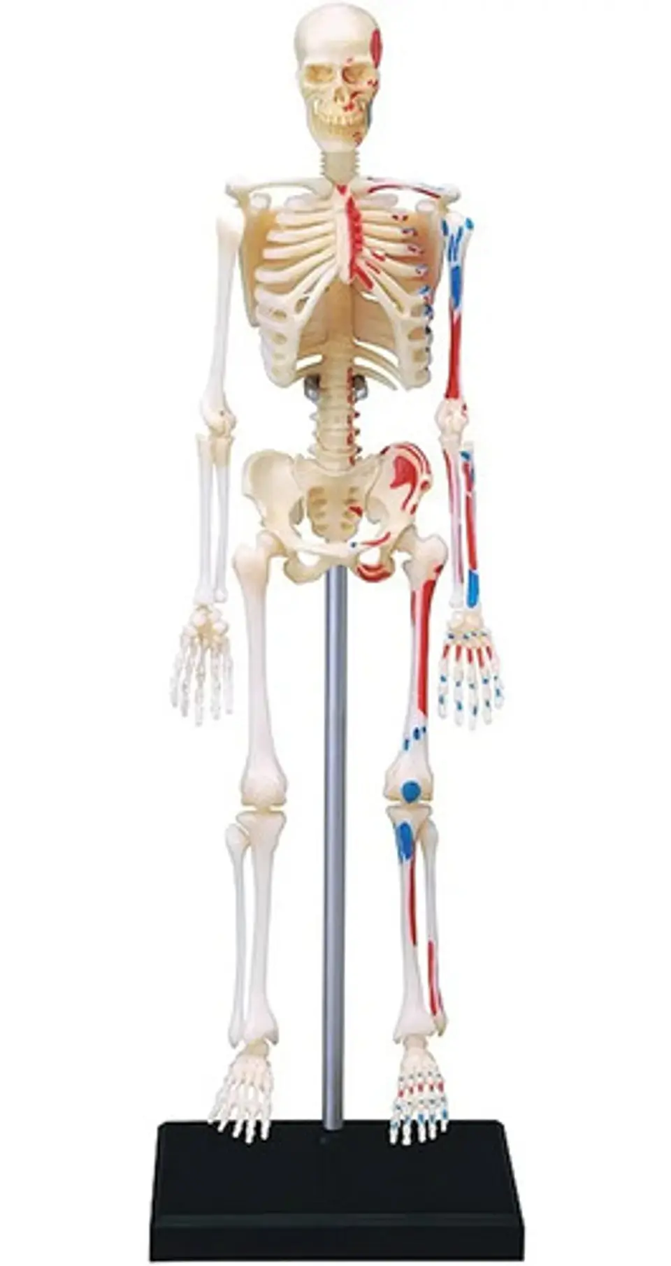 Modelo De Anatomía De Esqueleto Humano 4d 46 Partes 626011 1