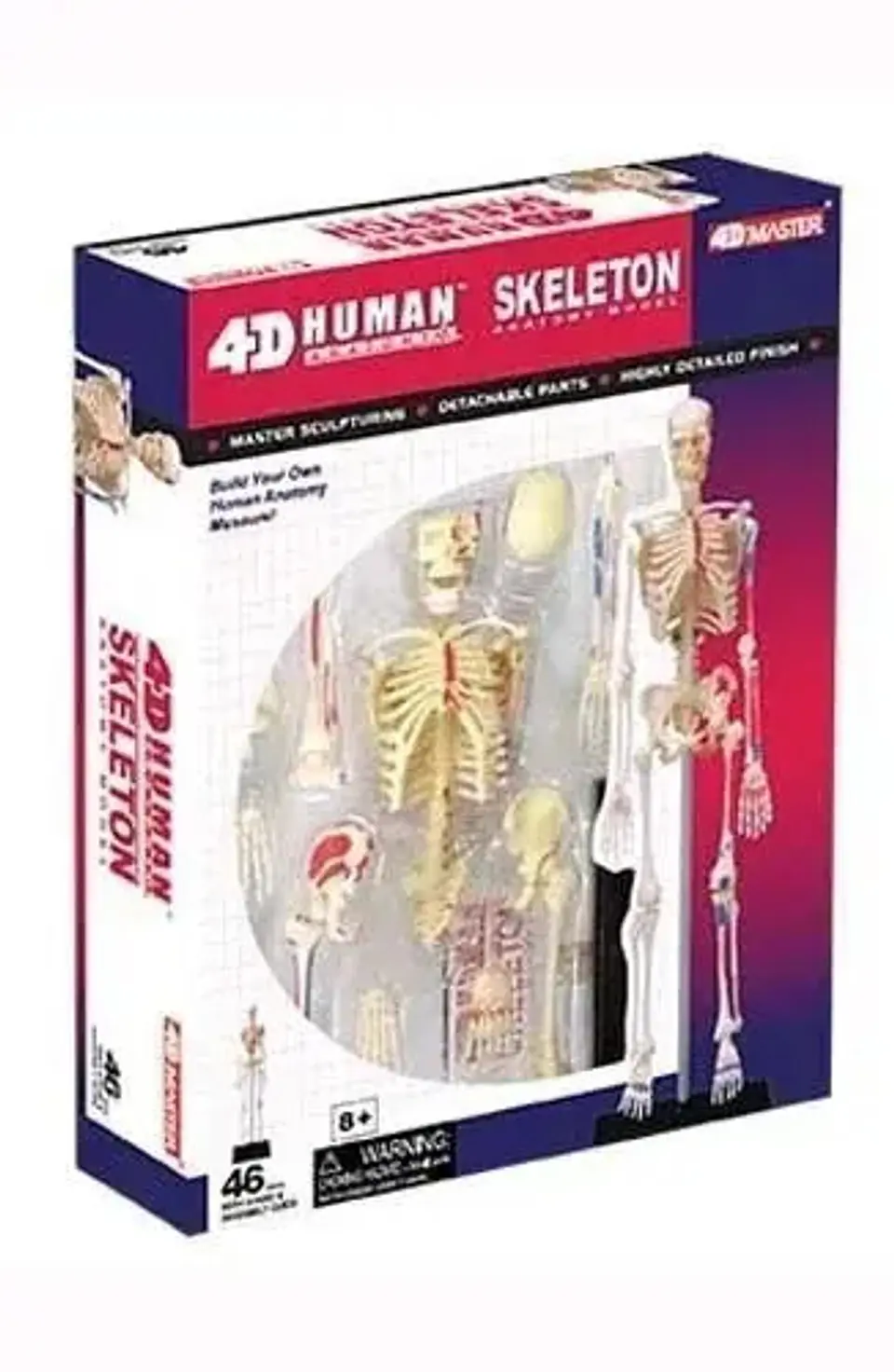 Modelo De Anatomía De Esqueleto Humano 4d 46 Partes 626011 2