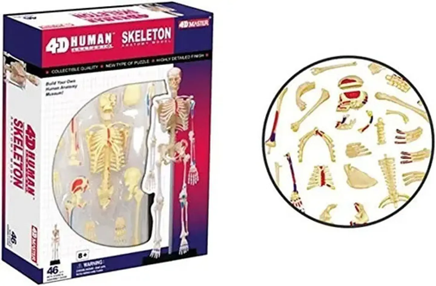 Modelo De Anatomía De Esqueleto Humano 4d 46 Partes 626011 3