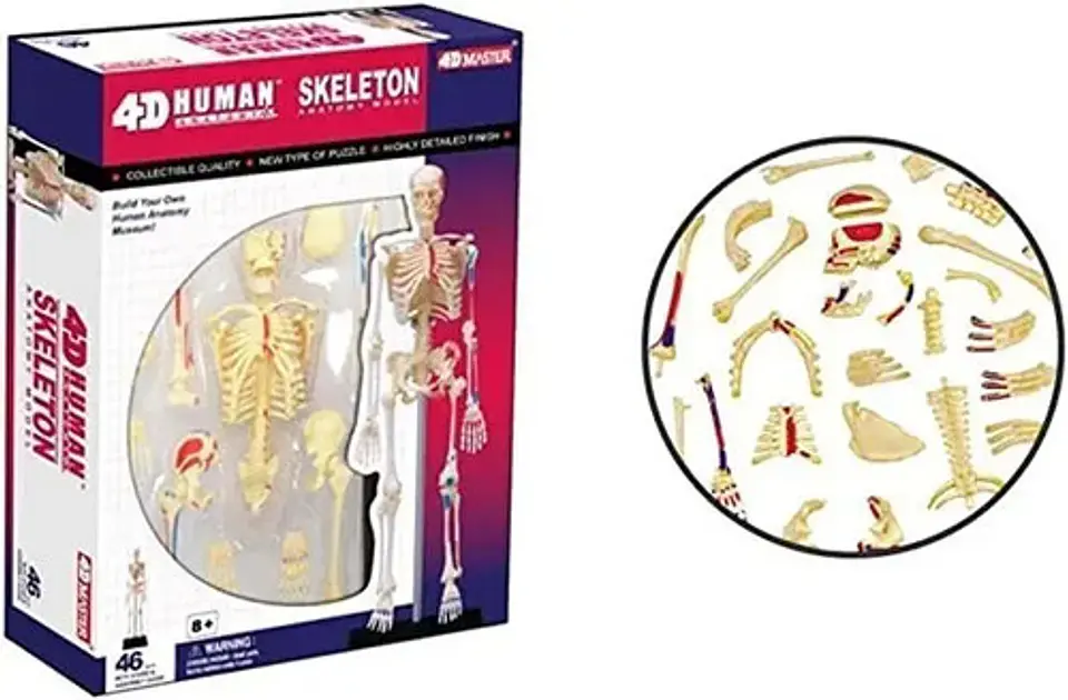 Modelo De Anatomía De Esqueleto Humano 4d 46 Partes 626011 3