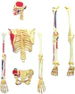 Modelo De Anatomía De Esqueleto Humano 4d 46 Partes 626011 - Miniatura 4