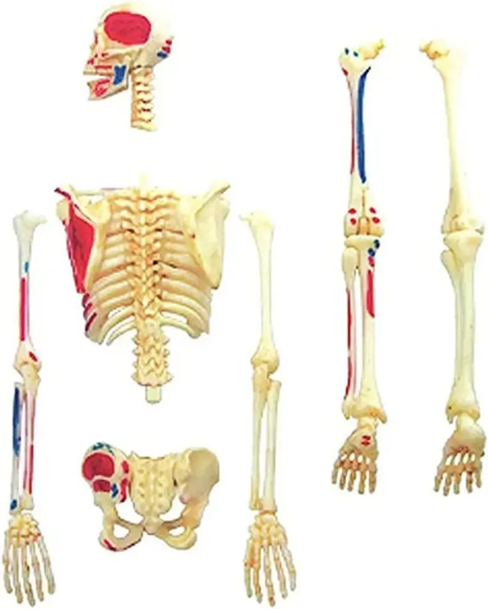 Modelo De Anatomía De Esqueleto Humano 4d 46 Partes 626011 4