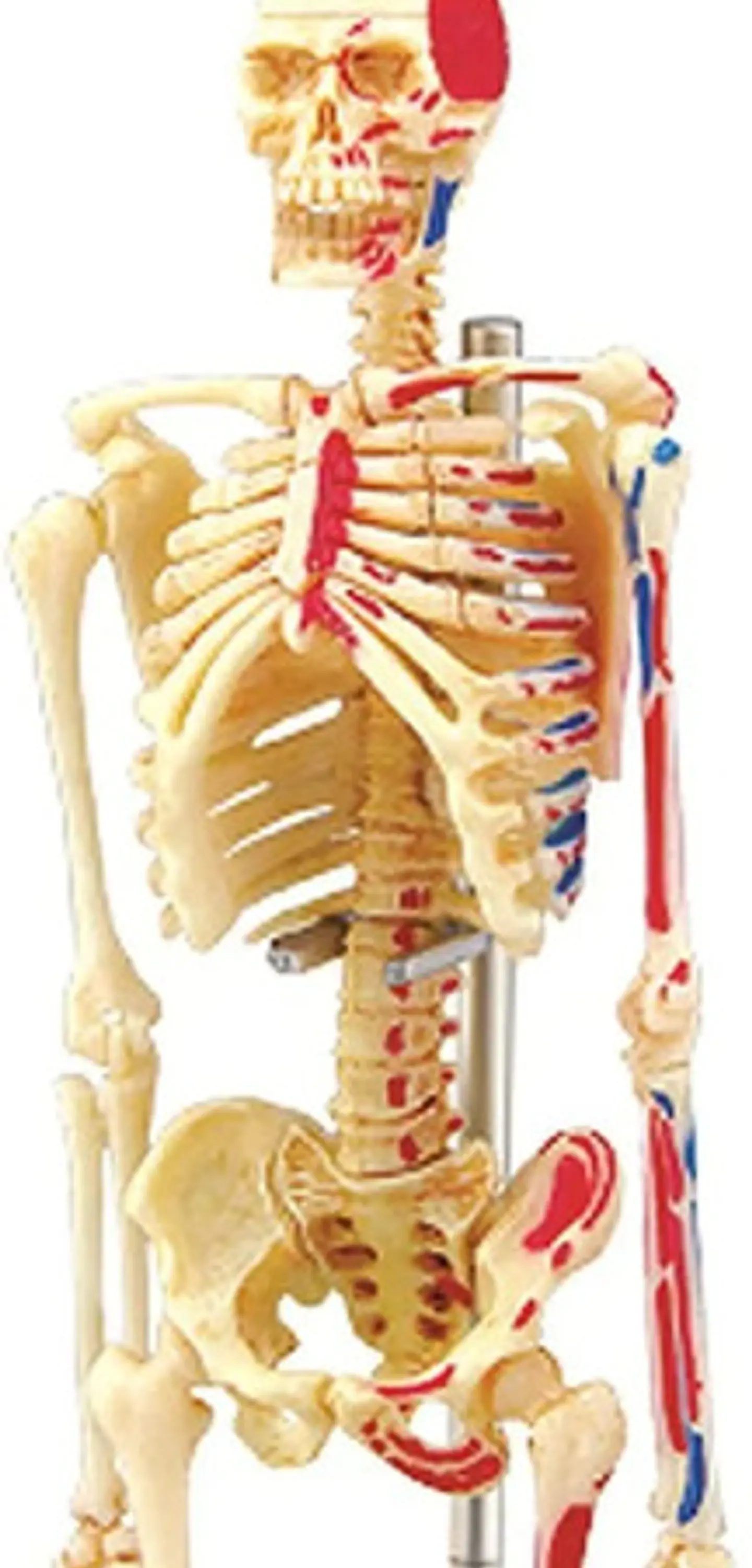 Modelo De Anatomía De Esqueleto Humano 4d 46 Partes 626011 5