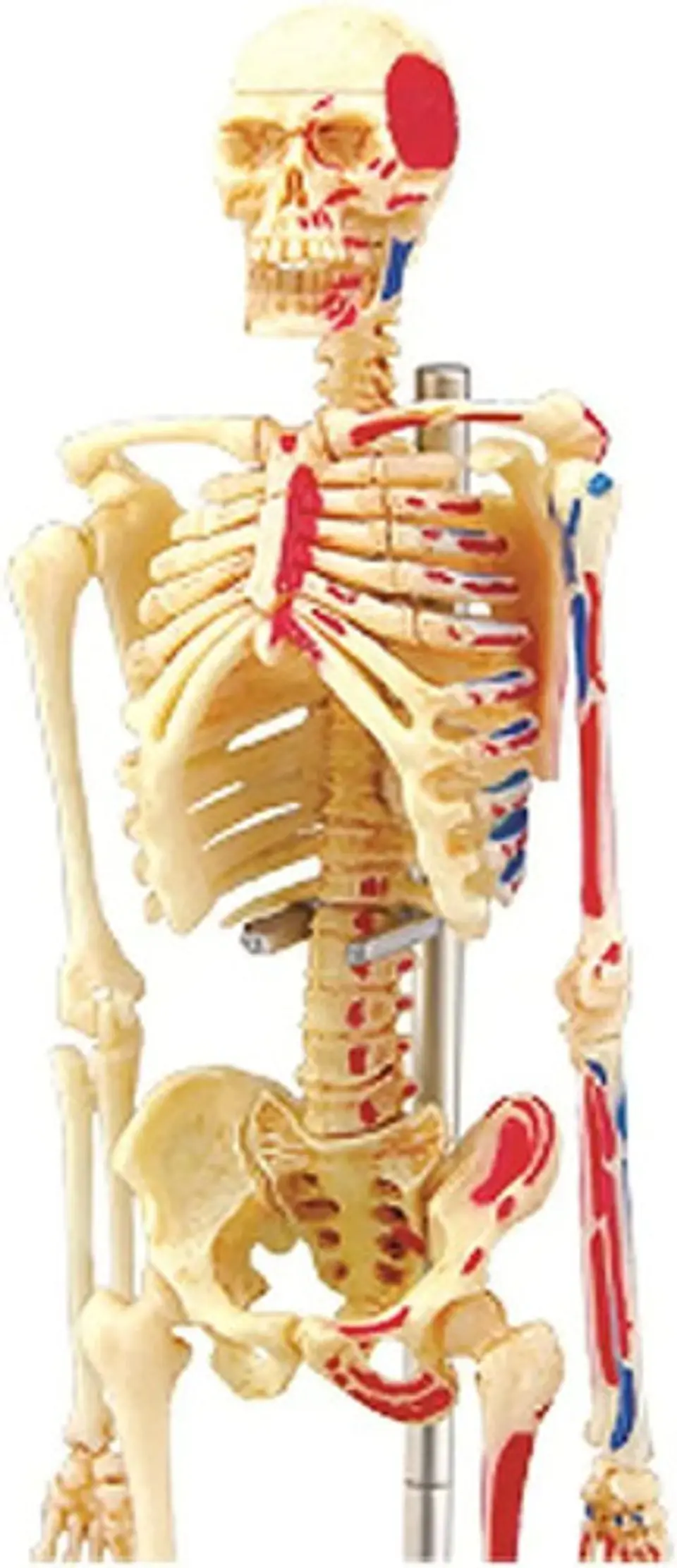 Modelo De Anatomía De Esqueleto Humano 4d 46 Partes 626011 5