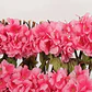 Cerca Decorativa Artificial Expandible Follaje Decora 0241-2 - Miniatura 10
