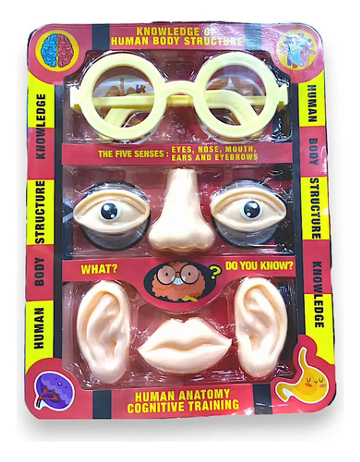 Kit Doctor Niños Partes Del Cuerpo Juguete  Anatomia 4