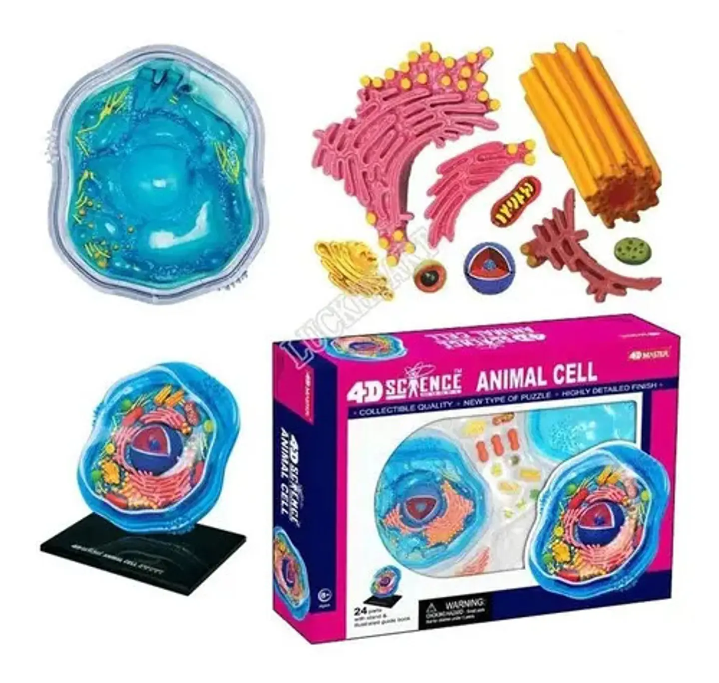 4d Modelo De La Célula Animal 24 Partes 26058 1