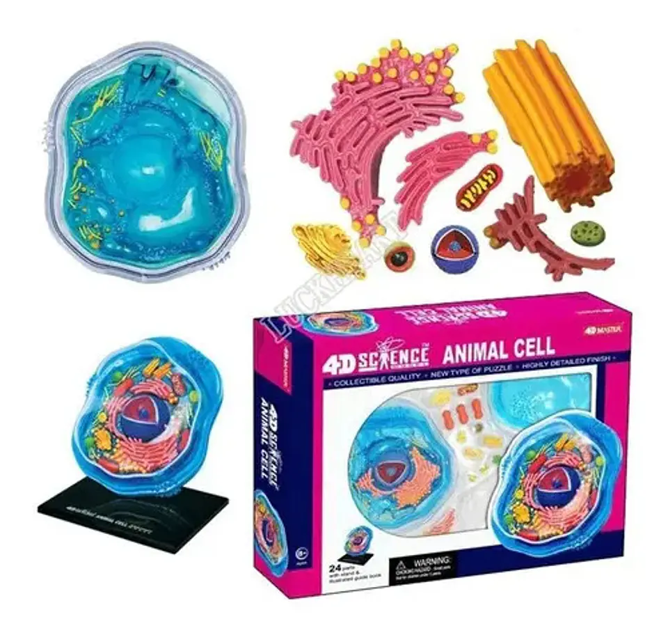 4d Modelo De La Célula Animal 24 Partes 26058 1
