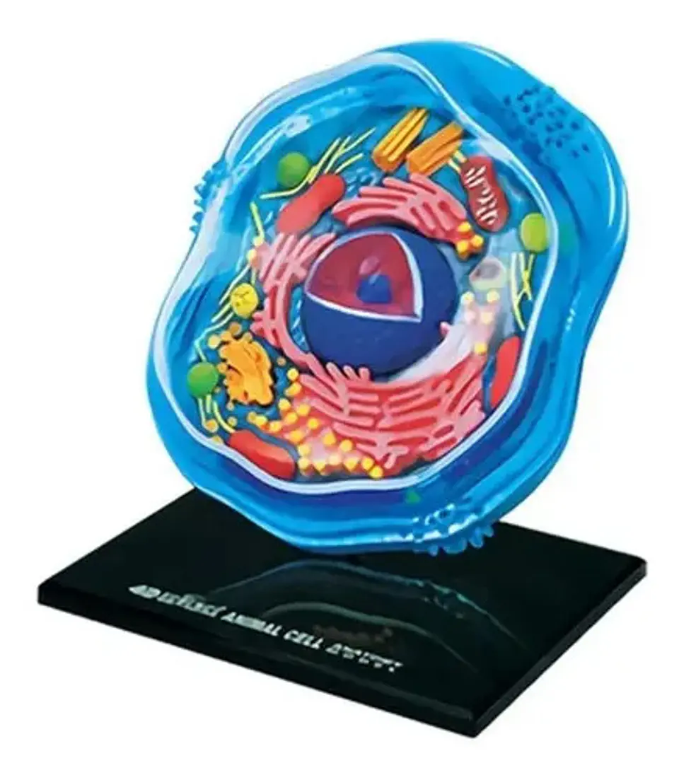 4d Modelo De La Célula Animal 24 Partes 26058 2