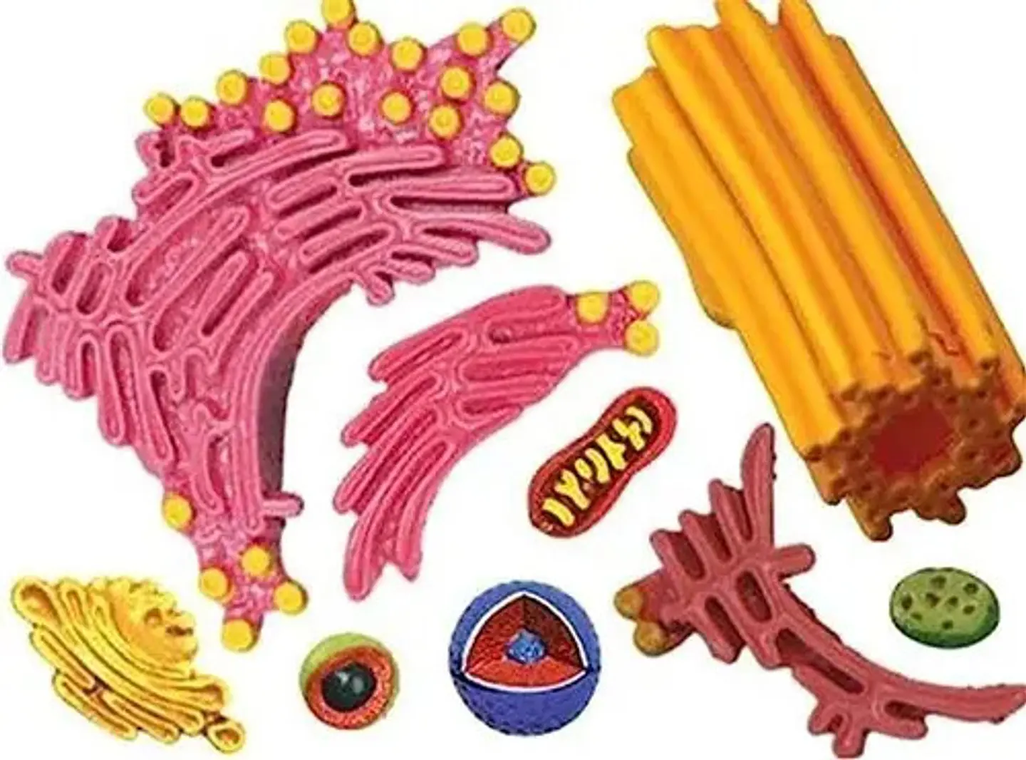 4d Modelo De La Célula Animal 24 Partes 26058 4