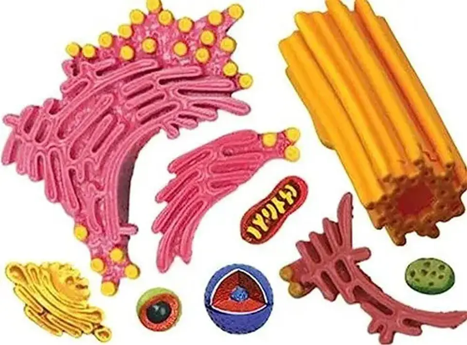 4d Modelo De La Célula Animal 24 Partes 26058 4