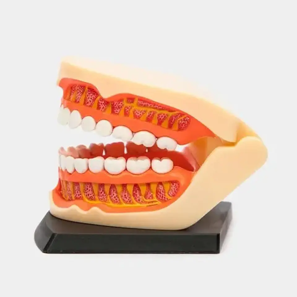 4d Dentadura Modelo Anatómico Dental Dientes 626015 3