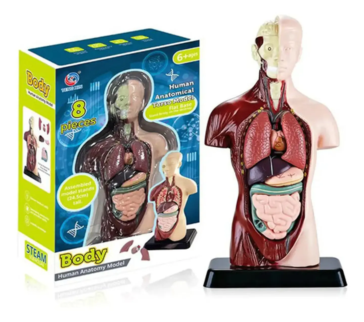 Set Cuerpo Torso Humano Sistema Digestivo A Escala 4d 2