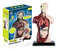 Set Cuerpo Torso Humano Sistema Digestivo A Escala 4d - Miniatura 2