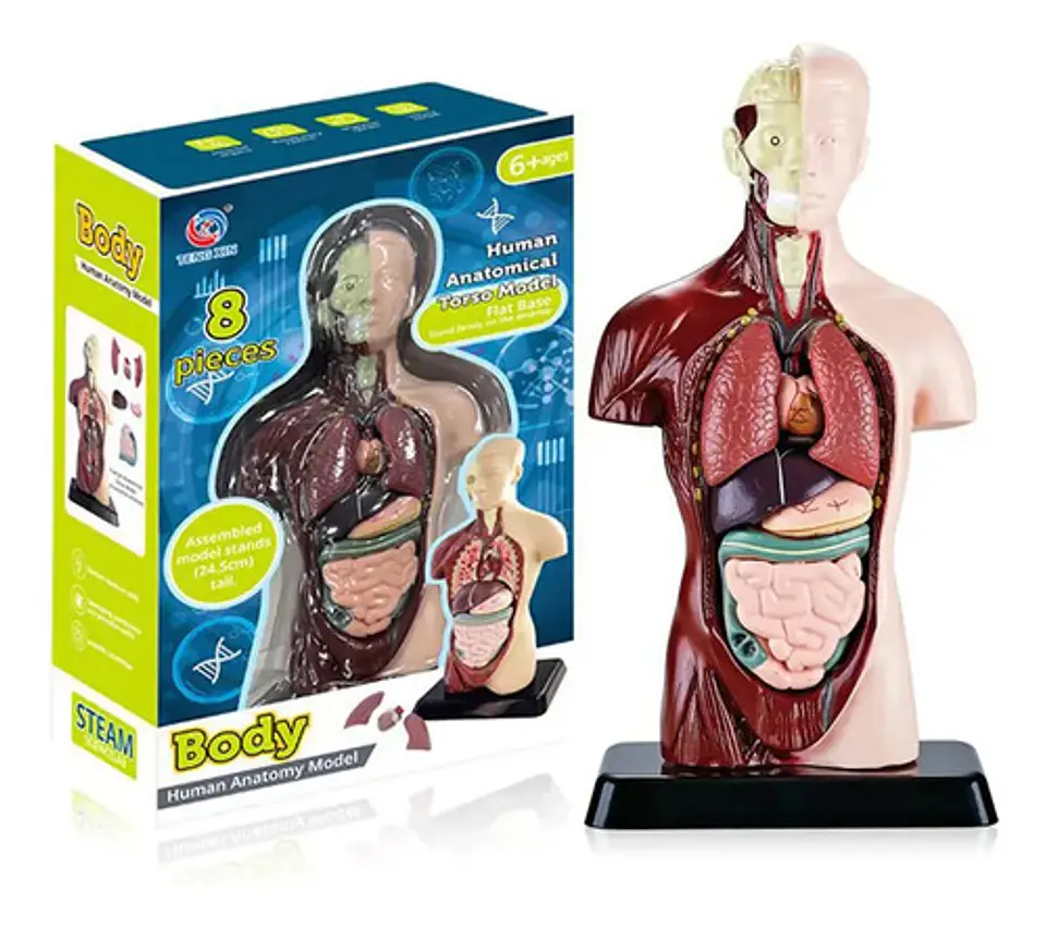 Set Cuerpo Torso Humano Sistema Digestivo A Escala 4d 2
