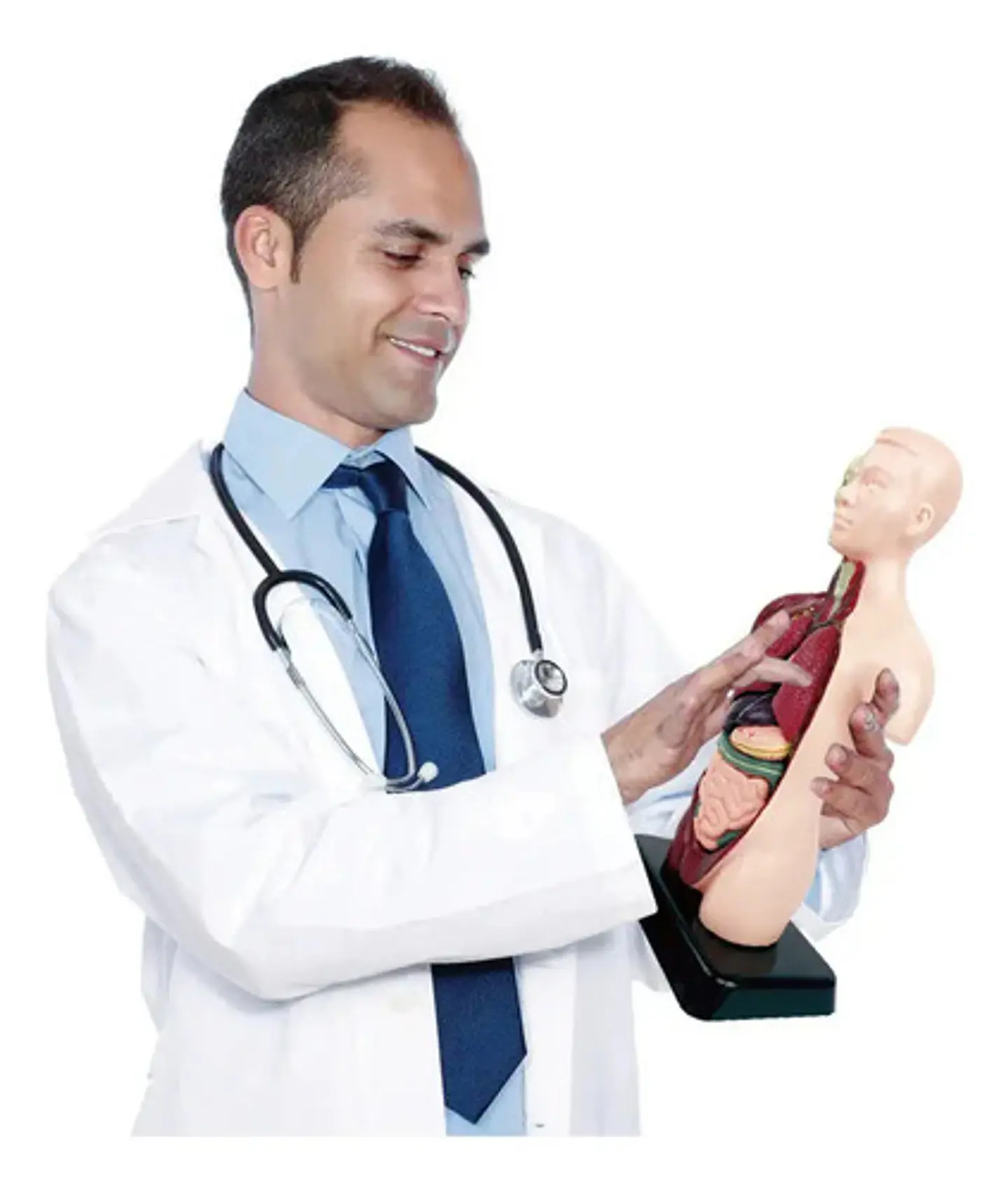 Set Cuerpo Torso Humano Sistema Digestivo A Escala 4d 3