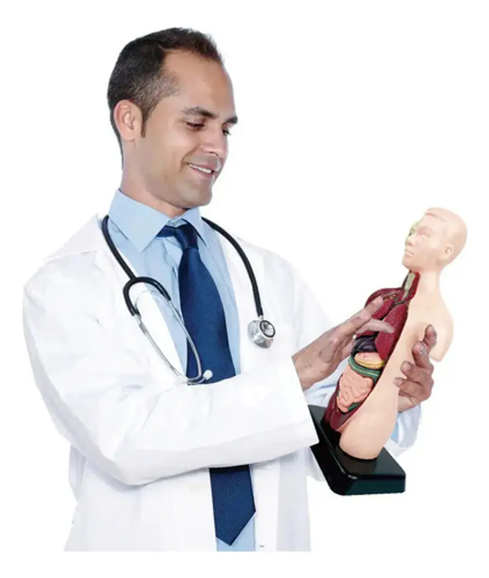 Set Cuerpo Torso Humano Sistema Digestivo A Escala 4d 3