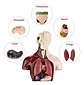 Set Cuerpo Torso Humano Sistema Digestivo A Escala 4d - Miniatura 4
