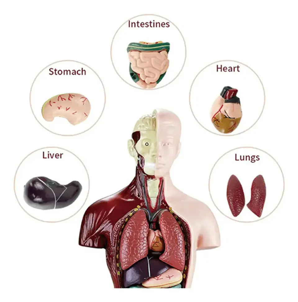 Set Cuerpo Torso Humano Sistema Digestivo A Escala 4d 4