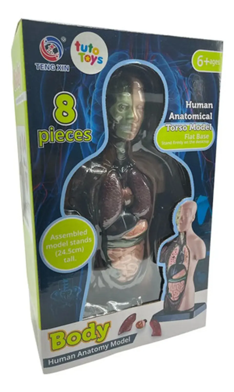 Set Cuerpo Torso Humano Sistema Digestivo A Escala 4d 5
