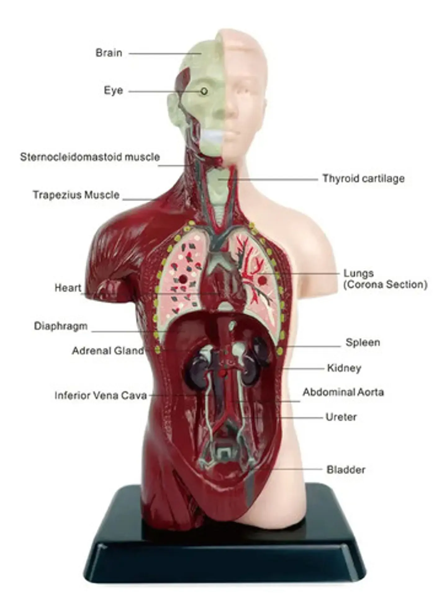 Set Cuerpo Torso Humano Sistema Digestivo A Escala 4d 6