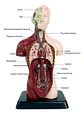 Set Cuerpo Torso Humano Sistema Digestivo A Escala 4d - Miniatura 6