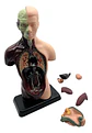 Set Cuerpo Torso Humano Sistema Digestivo A Escala 4d - Miniatura 7