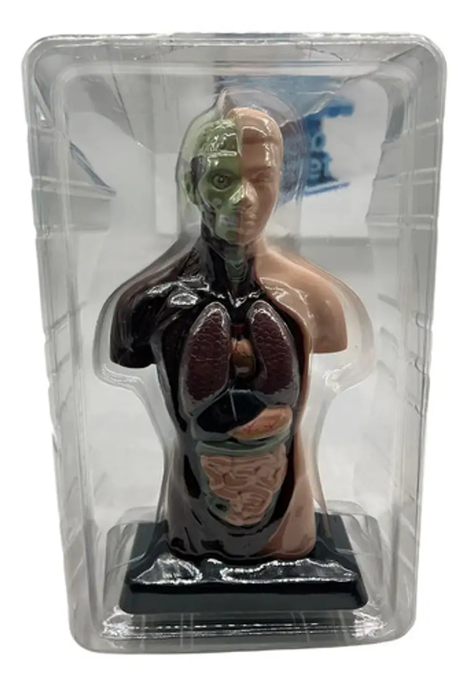 Set Cuerpo Torso Humano Sistema Digestivo A Escala 4d 8